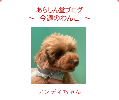 今週のわんこ💛アンディちゃん― トイプードル