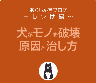 犬がモノを破壊する原因と治し方