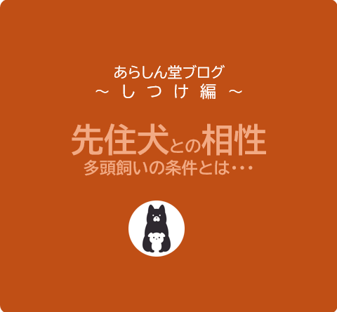 先住犬との相性が良い多頭飼いの条件とは