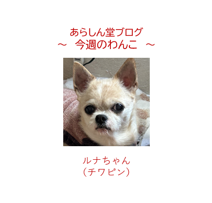 今週のわんこ💛ルナちゃん― チワピン