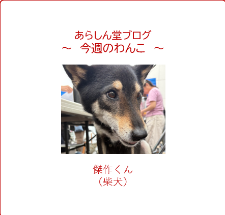 今週のわんこ💛傑作くん — 柴犬｜穏やかで、記憶に残る“名作”男子