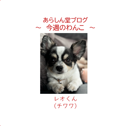 今週のわんこ💛レオ君― チワワ｜「待て」が得意な癒し系男子と家族の愛情物語