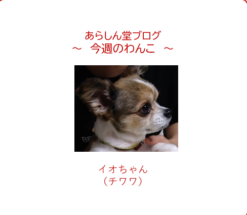 今週のわんこ💛イオくん― チワワ｜虹の橋を渡った愛しい存在とルナちゃんの絆