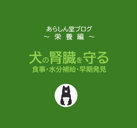 【保存版】犬の腎臓を守る方法｜腎臓病を予防する食事・水分補給・早期発見のポイント