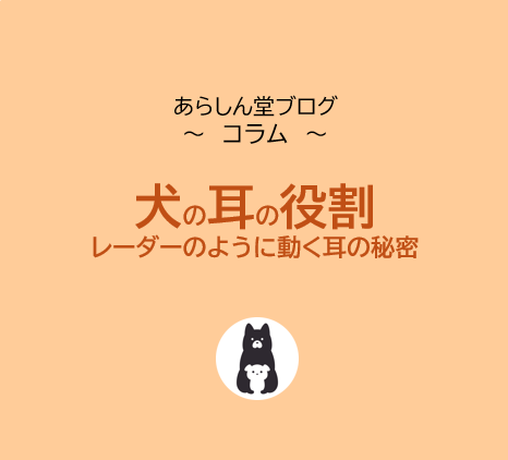 犬の耳の役割とは？レーダーのように動く耳の秘密｜人間との違い・感情表現・ケア方法までわかる保存版