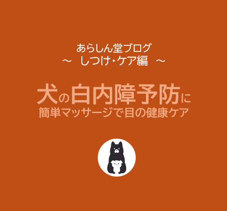 犬の白内障の予防に｜簡単マッサージでできる目の健康ケアと早期対策ガイド