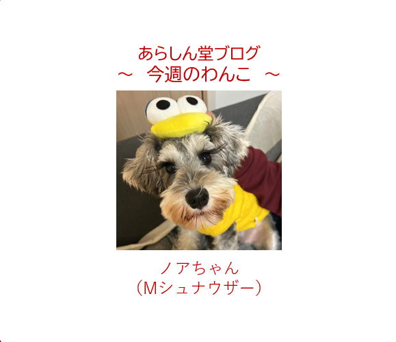 今週のわんこ💛ノアちゃん― ミニチュアシュナウザー｜ドッグラン＆プールも大好きな元気ガール！