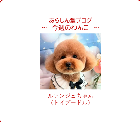 今週のわんこ💛ルアンジュちゃん― トイプードル【犬好き必見】中野の犬屋敷って？江戸時代の保護犬施設をルアンジュちゃんがご案内