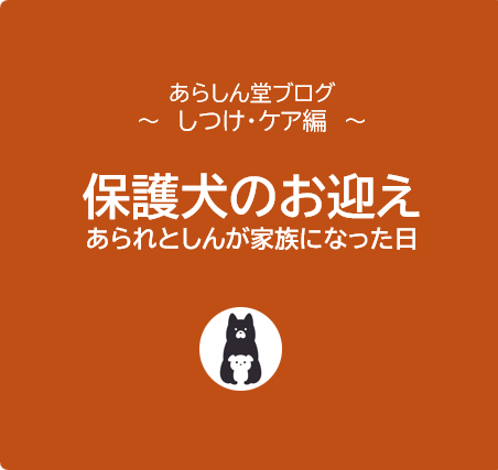 【保護犬のお迎え初日レポ】あられとしんのすけの“家族になる日”｜準備と現実、そして絆