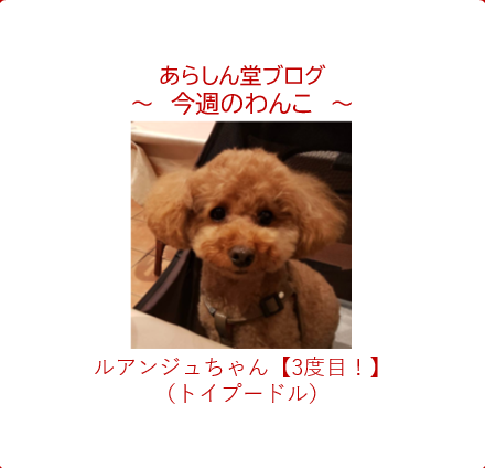 今週のわんこ💛ルアンジュちゃん― トイプードル |犬と一緒に旅行記“グルメ拒否”珍道中！
