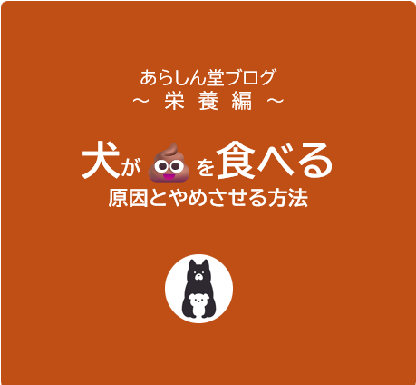 【徹底解説】犬がうんちを食べる理由8選｜食糞行動の原因とやめさせる対処法