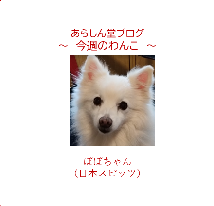 今週のわんこ💛ぽぽちゃん―日本スピッツ｜12歳、美しさの秘訣は「竹酢液」と「水素水」？