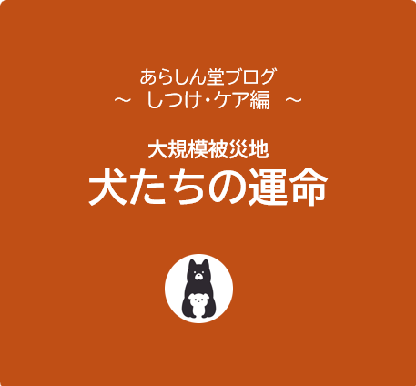大規模被災地と犬たちの運命｜災害時に愛犬を守るためにできること