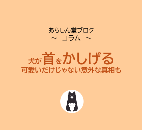 【行動の意味と注意点】犬が首をかしげる理由とは？｜可愛いだけじゃない意外な真相も解説