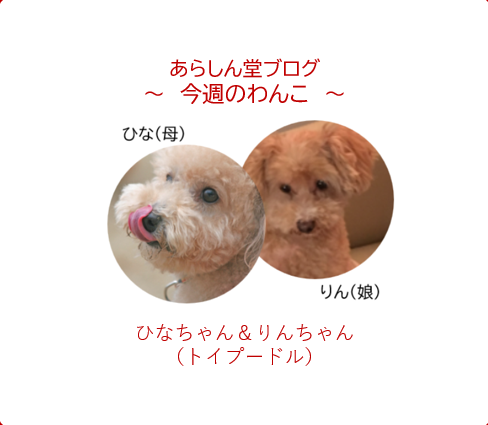 今週のわんこ💛 ひな＆りん母娘 ― 最期まで寄り添った、静かな愛のかたち