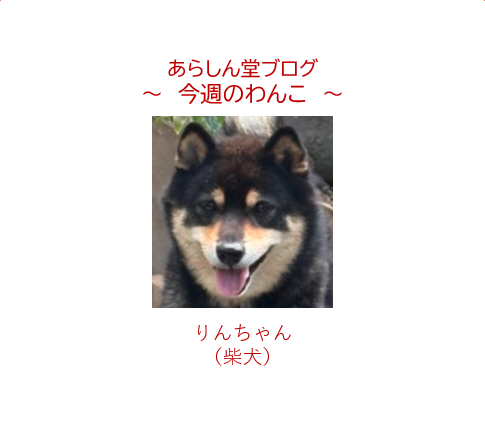 今週のわんこ💛りんちゃん― 柴犬｜日本庭園に映えるフレンドリーな和犬～人懐こい“柴”の秘密は？