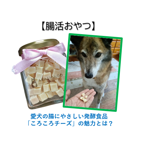 【腸活おやつ】愛犬の腸にやさしい発酵食品「ころころチーズ」の魅力とは？