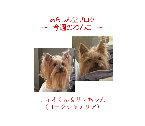 今週のわんこ💛ティオくん＆リンちゃん｜美しすぎる双子に南町田で出会う
