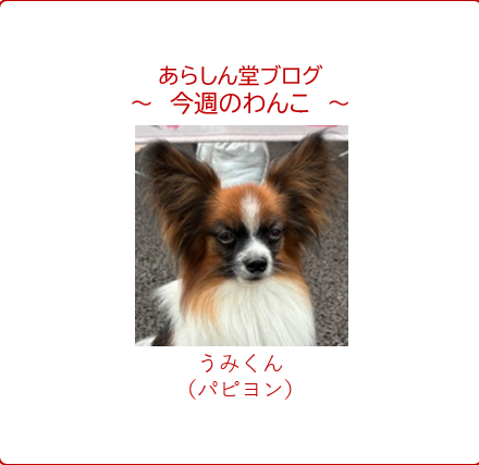 今週のわんこ💛賢くて忠実！パピヨンのうみくんがマッチングイベントに登場