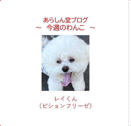 今週のわんこ💛レイ君― ビション・フリーゼ｜人懐っこさ満点！すれ違いざまに全員にご挨拶