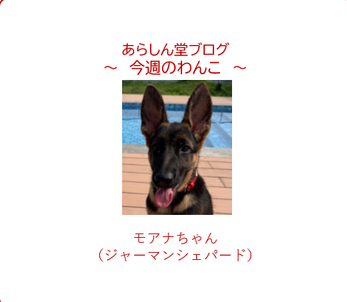 今週のわんこ💛モアナちゃん―ジャーマンシェパードのパピー｜大型犬パピーとチワワ兄ちゃんとの仲良しエピソード