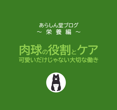 【徹底解説】犬の肉球の役割とケア方法｜可愛いだけじゃない大切な働きとは？