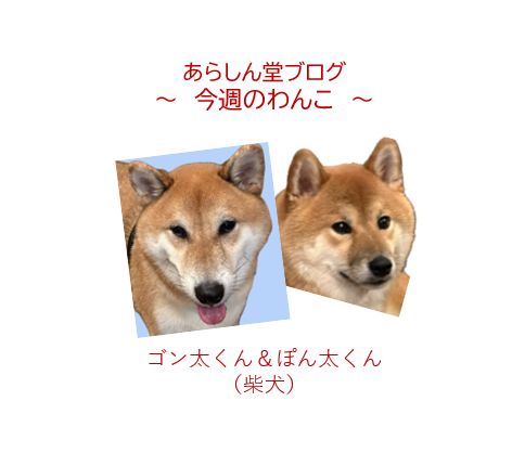 今週のわんこ💛ゴン太君・ぽん太君― 柴犬｜そっくりだけど違う!? 柴犬の異母兄弟