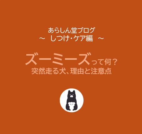 ズーミーズって何？犬が突然走り回る理由・よくある犬種・注意点まで徹底解説！