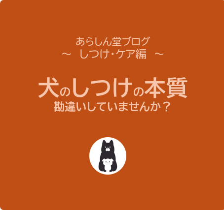 【保存版】犬のしつけの本質とは？信頼と安心を育む“守るためのしつけ”の考え方