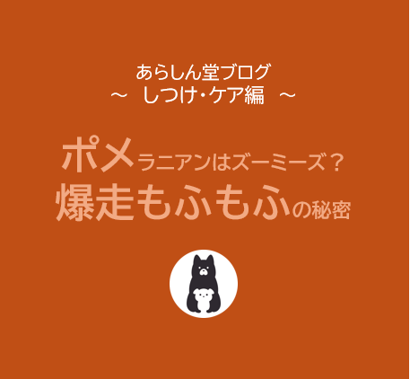 ポメラニアンはなぜズーミーズになりやすい？｜爆走モフモフの秘密と“野生との違い”