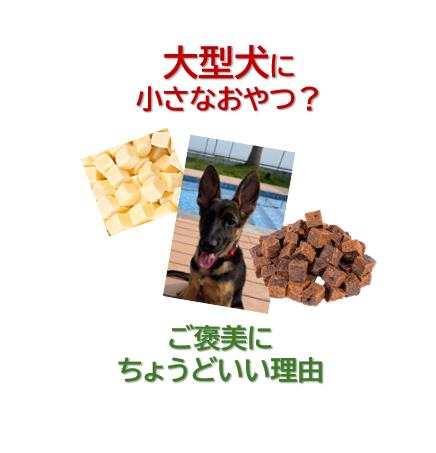 大型犬に“小さなおやつ”？実はご褒美にはちょうどいい理由