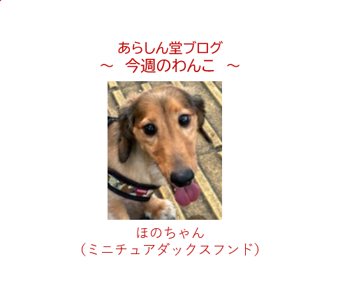 今週のわんこ💛桜区役所の近くで出会った「ほのちゃん」｜性格や魅力、桜区お散歩スポット紹介