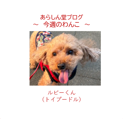 今週のわんこ💛ルビーくん｜11歳でも元気いっぱい！トイプードルと北浦和美術館の魅力