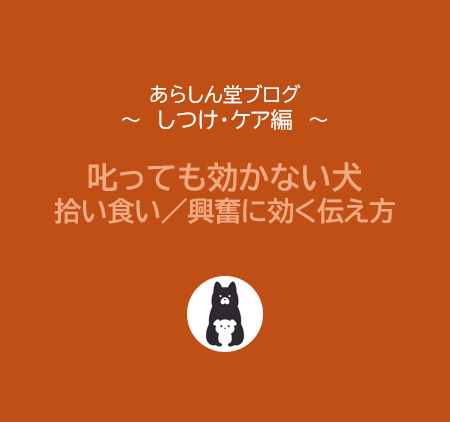 【保存版】叱っても効かない犬には？拾い食い・興奮に効く“伝わるしつけ”のコツ