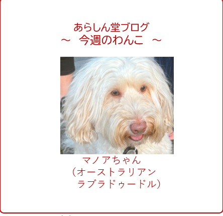 今週のわんこ💛マノアちゃんーオーストラリアン･ラブラドゥール：ぬいぐるみのように愛らしい癒しわんこ