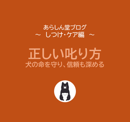 犬の正しい叱り方｜命を守り、信頼も深めるしつけとは？