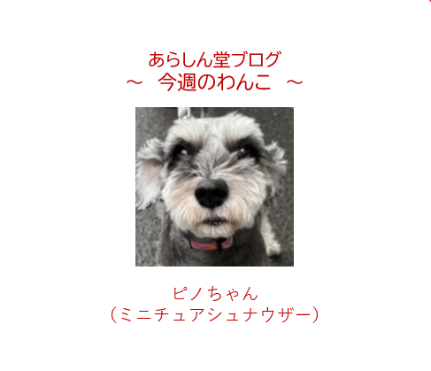 今週のわんこ💛ピノちゃん｜ミニチュアシュナウザーの魅力と性格を徹底紹介
