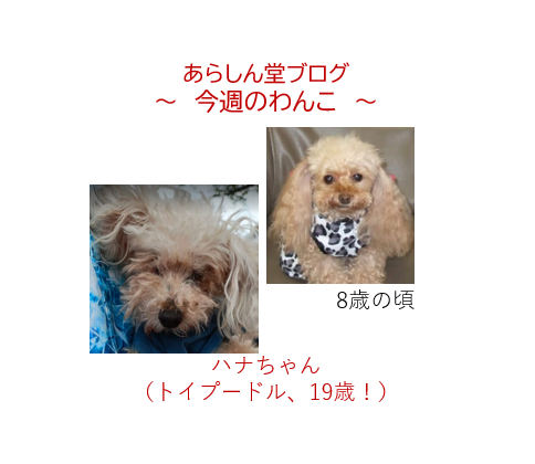 今週のわんこ💛ハナちゃん｜ご長寿トイプードル、20歳目前の希望の星