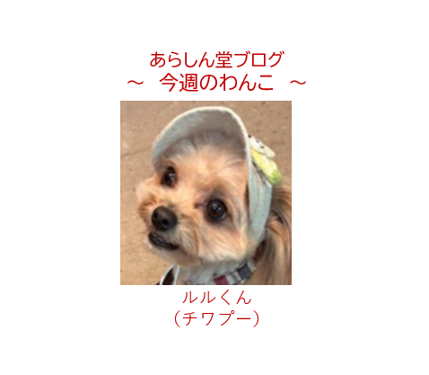 今週のわんこ💛駅前カフェで出会った小さな天使、チワプーのルルくん
