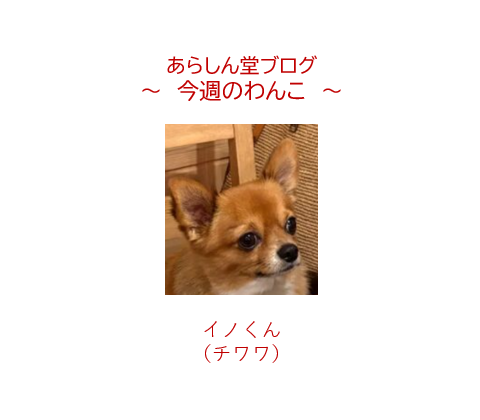 今週のわんこ💛イノくん｜真夏の暑さを吹き飛ばす、愛らしいチョコっと顔