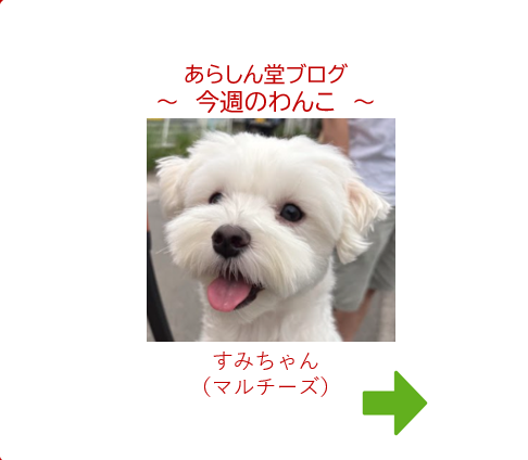 今週のわんこ💛すみちゃん｜マルチーズの小さな天使と秋のはじまり