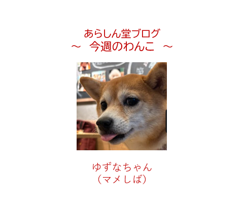 今週のわんこ💛ゆずなちゃん｜雨の日に咲く小さな癒しの花