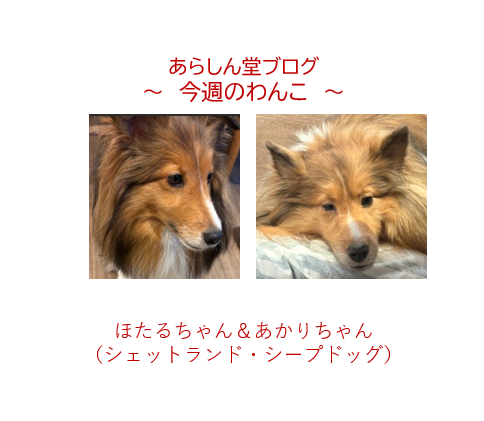 今週のわんこ💛ほたるちゃん・あかりちゃん|雨の日のぬくもり、穏やかな午後