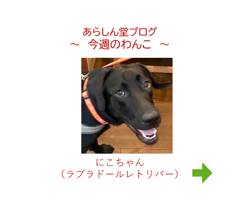 今週のわんこ💛 にこちゃん|笑顔がまぶしい癒し系ラブ