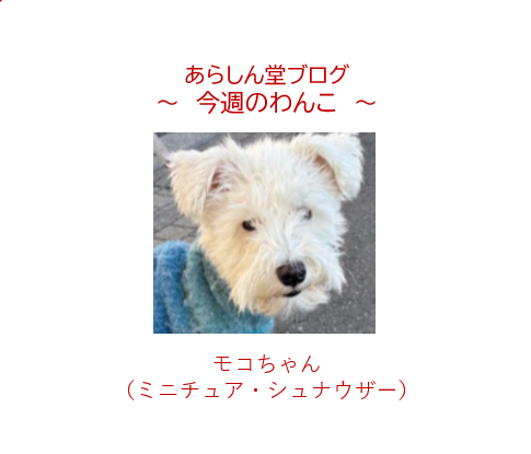 🐕今週のわんこ｜コスモちゃん｜みんなのほうへ行きたいの…！通勤ラッシュに戸惑う可愛すぎる瞬間