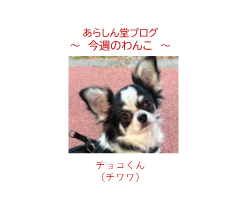 🐾今週のわんこ―チョコくん｜秋の別所沼公園で出会った元気いっぱいボーイ