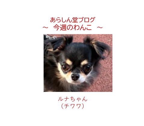 🍂今週のわんこ―ルナちゃん｜秋の別所沼公園でお散歩♪