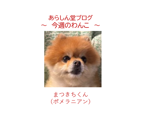 ✨今週のわんこ|まつきちくん―渋谷の街角で出会ったポメラニアン【犬との街歩き】