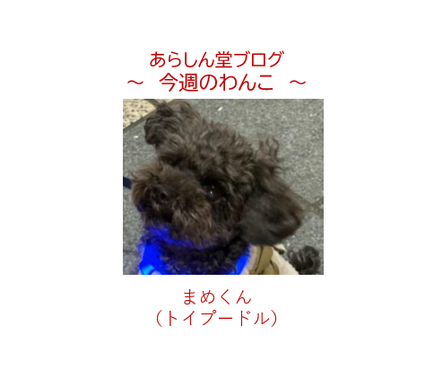 🐾 今週のわんこ|池袋で遭遇した青く光る生命体🌙