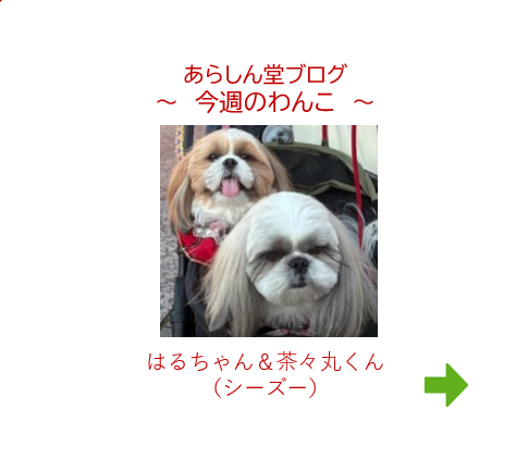 ✨💝 今週のわんこ|はるちゃん&茶々丸くん― 恵比寿ガーデンプレイスで出会った仲良しシーズー♡